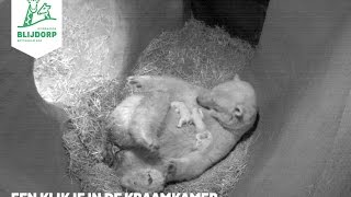 IJsbeertweeling geboren in Diergaarde Blijdorp - Polar bear twins born in Rotterdam Zoo