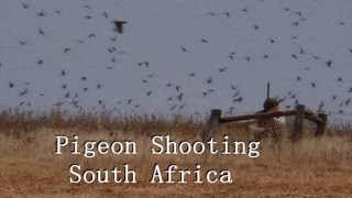 Pigeon shooting, South Africa, Wingshooting 2019 / £175 per person Rock Pigeon Hunting Africa.