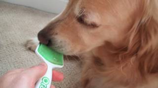 27 Minutes - Cute Dog Licking An Orapup Tongue Cleaning Brush - ASMR Sounds