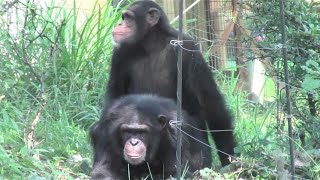 Amazing animal. Mystery of life