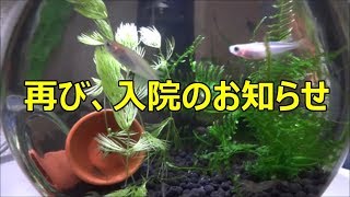 再び、入院のお知らせ