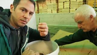 Πώς μαζεύουμε την πρόπολη- How to collect propolis from the beehives