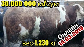 Сурхандарё Сариосиё мол бозори От ва Мол к,уй ва эчки Нархлари Пайшанби мол бозори