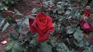 Роза  Эди Митчел (Eddy Mitchell)