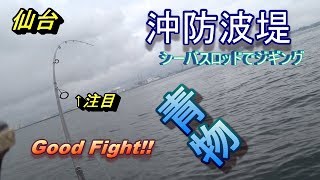 仙台沖防波堤でシーバスロッドで青物ゲット！解説付き