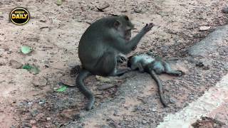 Alpha Angry with People Now Traffic accident baby monkey so pity too much, Angkor Daily 560