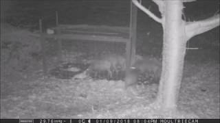 箱わなによるイノシシ捕獲③（愛媛県農林水産研究所）