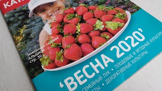 Новые сорта клубники 2020//Земляника садовая от Садов России//Мой опыт заказа рассады клубники