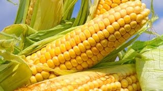 Кукуруза в открытом грунте от рассады до початков