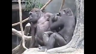 Смешные Звери! Обезьяны и секс.  Просто супер!!! Приколы с животными!