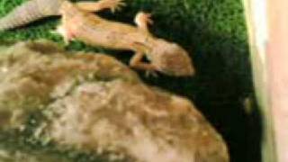 Geco Leopardino ( Eublepharis Macularius ) caccia e mangia grilli e camole