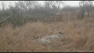 Leopards mating