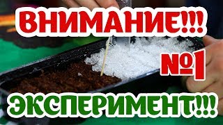 Посев земляники в грунт или снег. Что лучше?