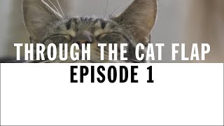 Welcome to the Cattery | Through The Cat Flap | S1 | Episode 1
