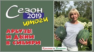 Арбузы и дыни. Обзор сортов для теплицы и открытого грунта. Сибирь. Итог сезона 2019
