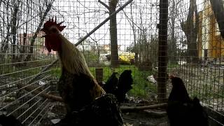 DENİZLİ HOROZU ÖTÜŞÜ Hasan Sağlam 5337434941