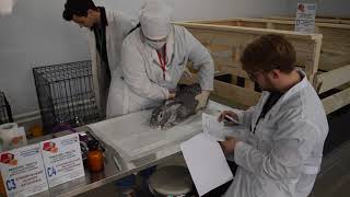 Демонстрационный экзамен по компетенции Ветеринария