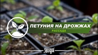 ПЕТУНИЯ | РАСТЕТ КАК НА ДРОЖЖАХ