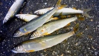 鮎のルアー友釣り　その２