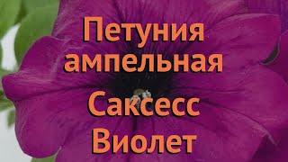 Петуния ампельная Саксесс Виолет (saksess violet) ? обзор: как сажать, семена петунии Саксесс Виолет