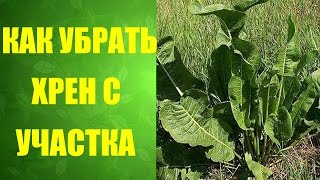 ? Как вывести хрен с участка. #Какизбавитьсяотхрена