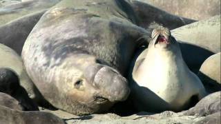 Mating Is Filled with Difficulties for Elephant Seals