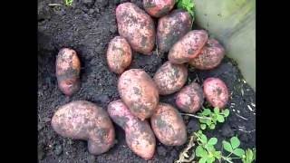 Обзор. сорт картофеля Розара, Ред Скарлет, Беллароза, Аврора. отзыв . Копка картофеля