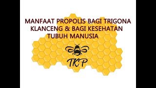 Manfaat Propolis bagi Trigona klanceng kelulut & kesehatan tubuh manusia