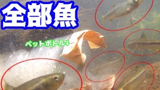ペットボトルの罠で小魚を捕獲して食う！＃１
