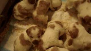 EB Broughton Ancre's pups 3 weeks