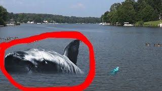 Megalodon Caught on Tape EXPOSED