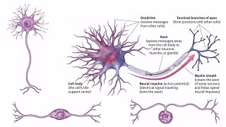 Neuron or Nerve Cell English and Urdu/Hindi Lecture