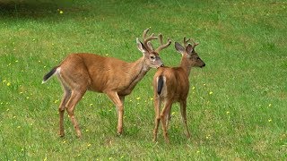 Gay Pride! Two male deers. Gay in the animal kingdom.