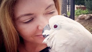 Cockatoo has the sweetest reaction to a human kiss