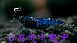 Krewetki w akwarium / Shrimps / Garnelen / Krewetkarium /