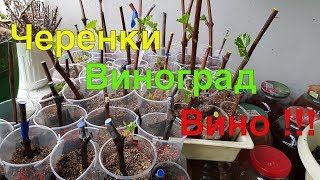 Укоренение черенков винограда. Ошибки и успехи !ТопСад.