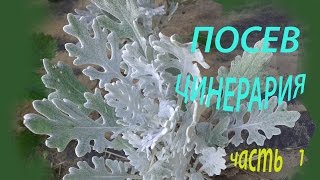 Посев ЦИНЕРАРИИ 2016 год. (ч.1). ФЕВРАЛЬ