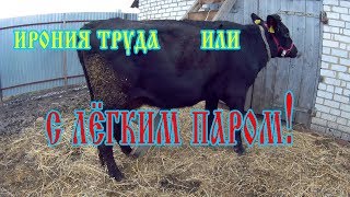 Моем корову.Как справиться с загрязнениями на шерсти у коровы.