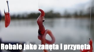 Tyczka - Robaki jako zanęta i przynęta  - ABC , jak łowić i zakładać - Wiosna