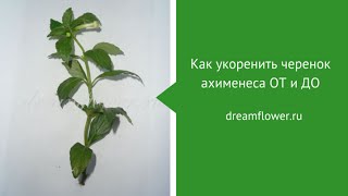 Как укоренить черенок ахименеса ОТ и ДО