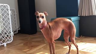 [달려라 무척이] 친구가 놀러왔어요 (강아지 반려견 영상 / 이탈리안 그레이하운드 ItalianGreyhound )