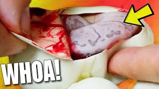 CUTTING SNAKE EGGS!! HUGE SURPRISE RESULTS!! | BRIAN BARCZYK