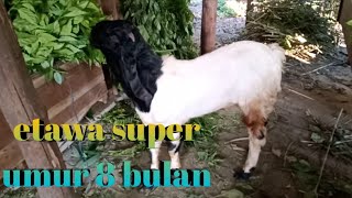 Peranakan etawa super umur 8 bulan Tinggi 70 cm