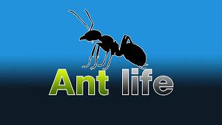 Ant life МУРАВЬИНАЯ ФЕРМА своими руками из гипса и пищевого контейнера