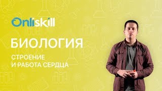 Биология 8 класс: Строение и работа сердце
