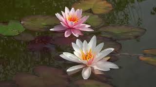 Нимфея Rosennymphe (Розовая нимфа) кувшинка, waterlily, водные растения, пруд
