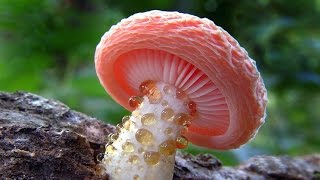 The Mystical World Of Mushrooms สีสรรของเห็ดสวยๆ