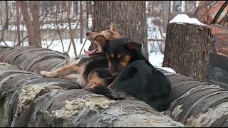 "Будни" (новости, 06.12.17г., Бийское телевидение)