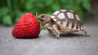 Turtle / Tortoise - A Funny Turtle And Cute Turtle Videos Compilation 2017