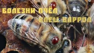 Болезни пчел. Урок 1: клещ варроа.